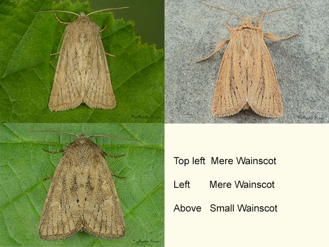  73.145 Mere Wainscot and Small Wainscot Copyright Martin Evans 
