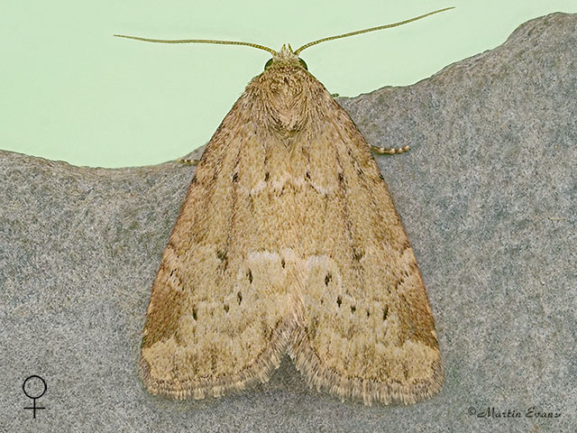  73.147 Small Dotted Buff female Copyright Martin Evans 
