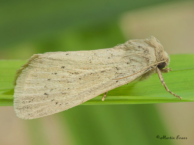  73.148 Morris's Wainscot Copyright Martin Evans 