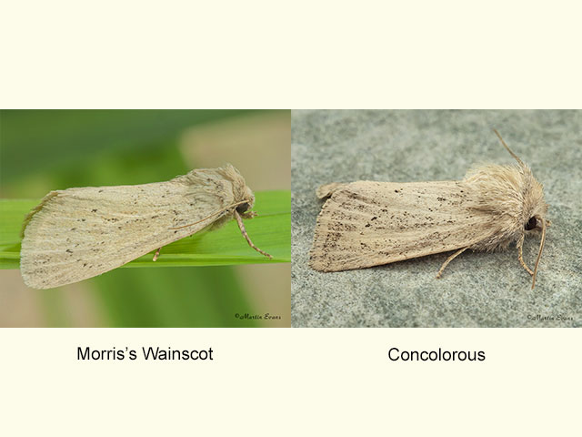  73.148 Morris's Wainscot and Concolorous Copyright Martin Evans 