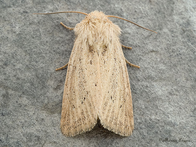  73.149 Concolorous Copyright Martin Evans 