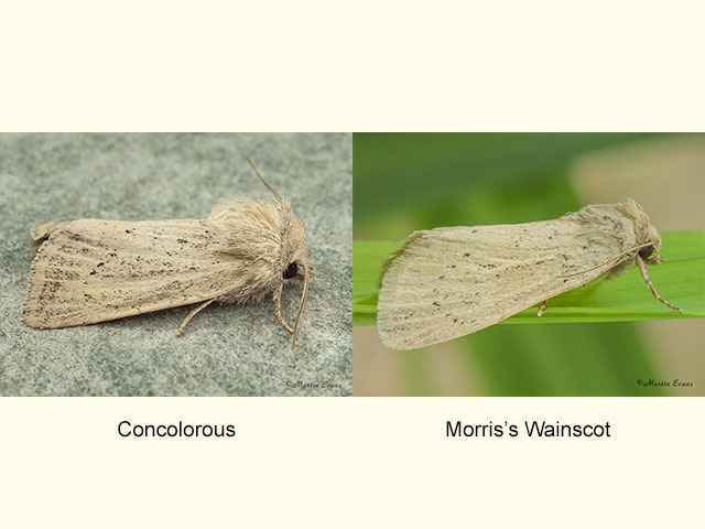  73.149 Concolorous and Morris's Wainscot Copyright Martin Evans 