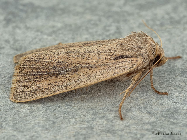  73.150 Fenn's Wainscot Copyright Martin Evans 