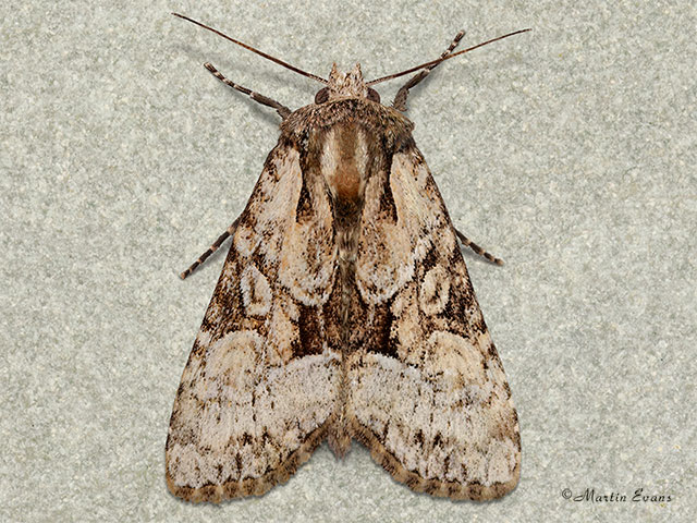  73.153 Union Rustic Copyright Martin Evans 