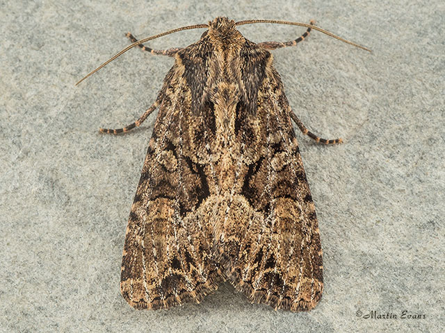  73.154 Dusky Brocade Copyright Martin Evans 