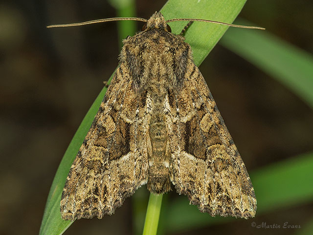  73.154 Dusky Brocade Copyright Martin Evans 
