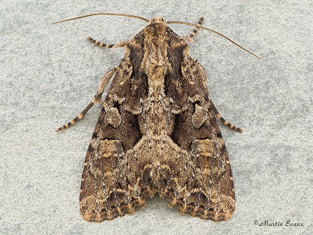 73.154 Dusky Brocade Copyright Martin Evans 
