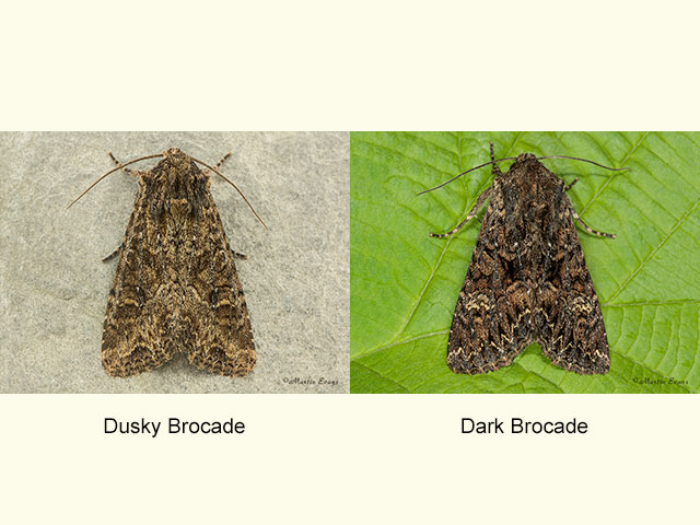  73.154 Dusky Brocade and Dark Brocade Copyright Martin Evans 