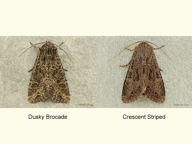  73.154 Dusky Brocade and Crescent Striped Copyright Martin Evans 