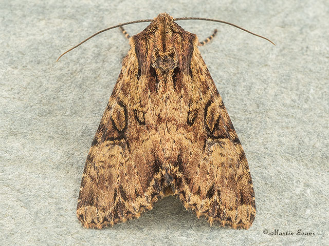  73.155 Clouded Brindle Copyright Martin Evans 