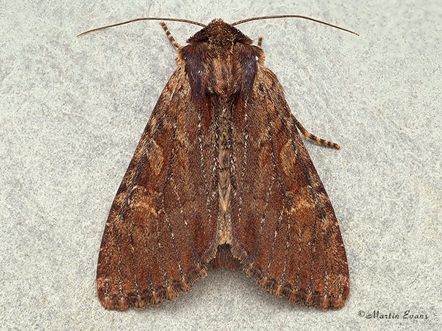  73.156 Clouded-bordered Brindle Copyright Martin Evans 