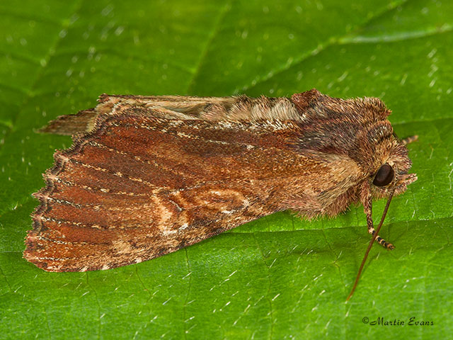  73.156 Clouded-bordered Brindle Copyright Martin Evans 