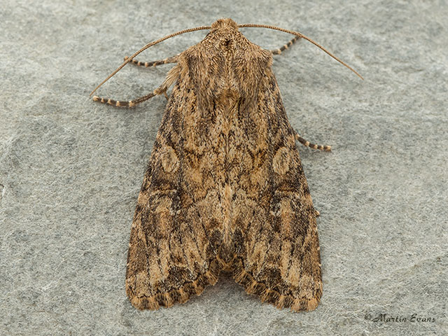  73.157 Large Nutmeg Copyright Martin Evans 
