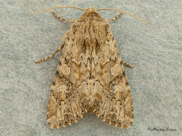  73.157 Large Nutmeg Copyright Martin Evans 