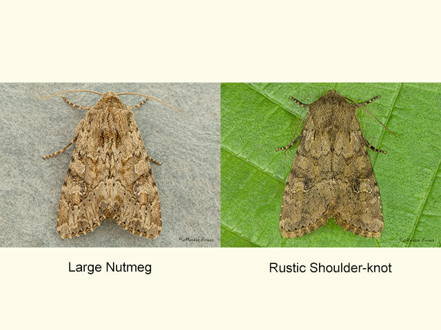  73.157 Large Nutmeg and Rustic Shoulder-knot Copyright Martin Evans 