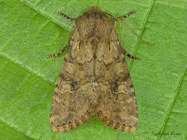  73.158 Rustic Shoulder-knot Copyright Martin Evans 