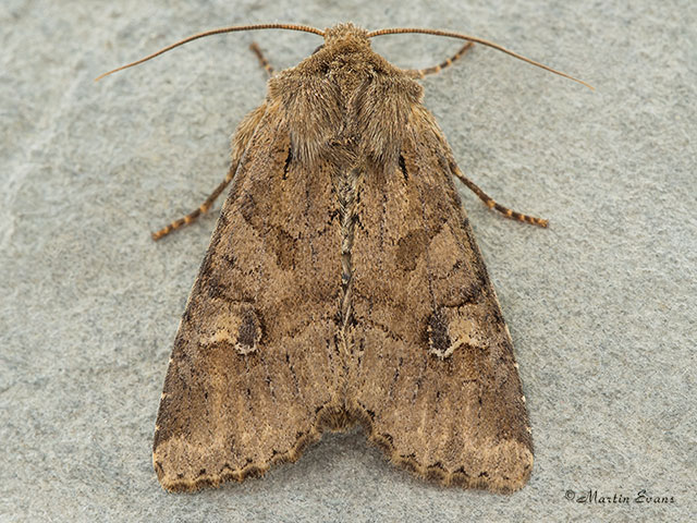  73.158 Rustic Shoulder-knot Copyright Martin Evans 
