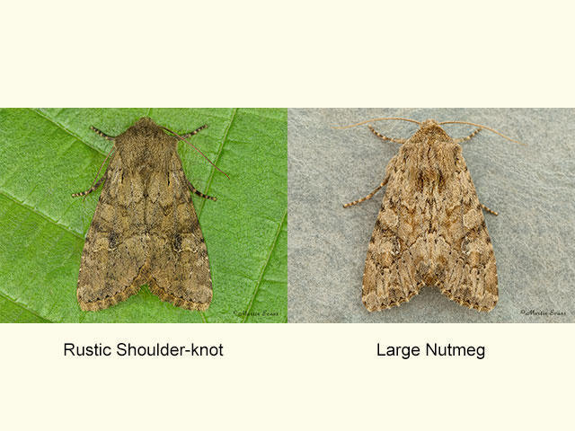  73.158 Rustic Shoulder-knot and Large Nutmeg Copyright Martin Evans 