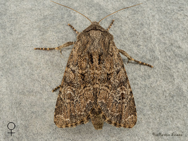  73.159 Small Clouded Brindle Copyright Martin Evans 