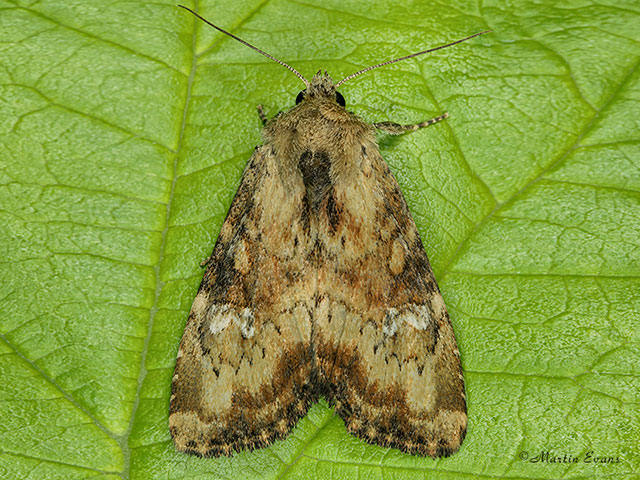  73.160 Slender Brindle Copyright Martin Evans 
