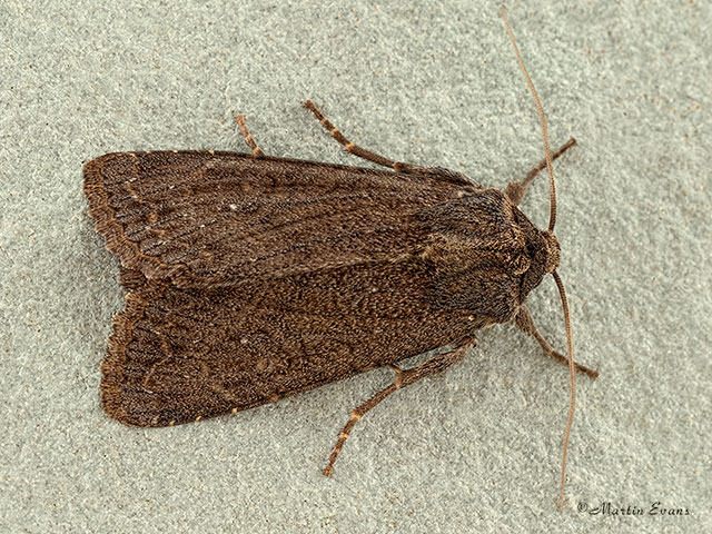  73.161 Crescent Striped Copyright Martin Evans 