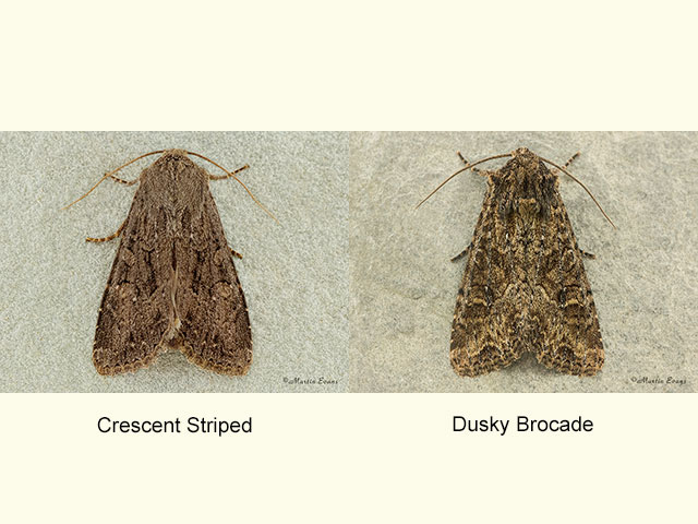  73.161 Crescent Striped and Dusky Brocade Copyright Martin Evans 
