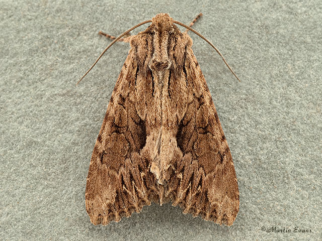  73.162 Dark Arches Copyright Martin Evans 