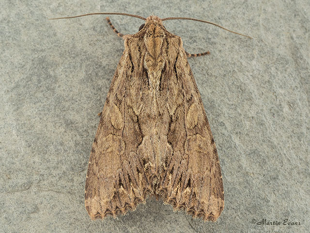  73.162 Dark Arches pale form Copyright Martin Evans 