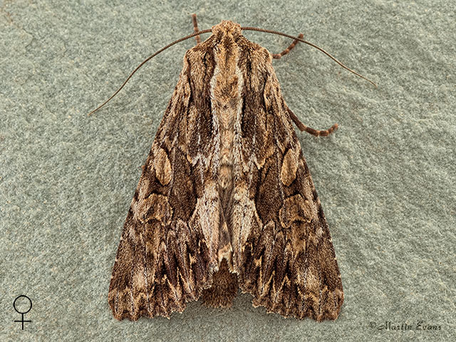  73.162 Dark Arches female Copyright Martin Evans 