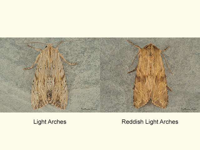  73.163 Light Arches and Reddish Light Arches Copyright Martin Evans 