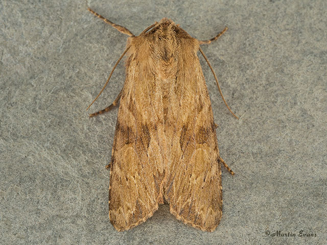  73.164 Reddish Light Arches Copyright Martin Evans 