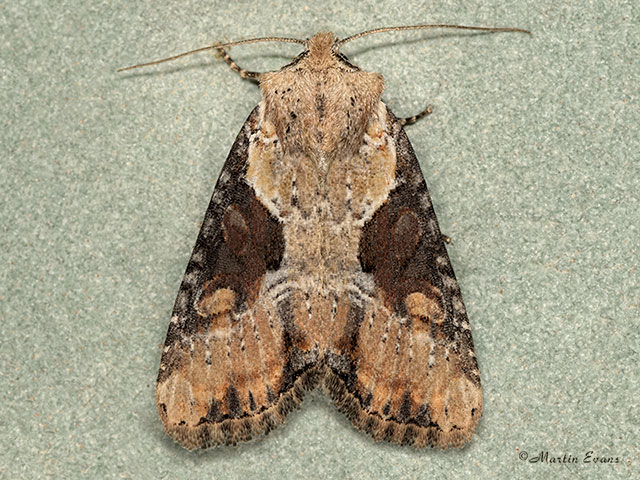  73.168 Double Lobed Copyright Martin Evans 