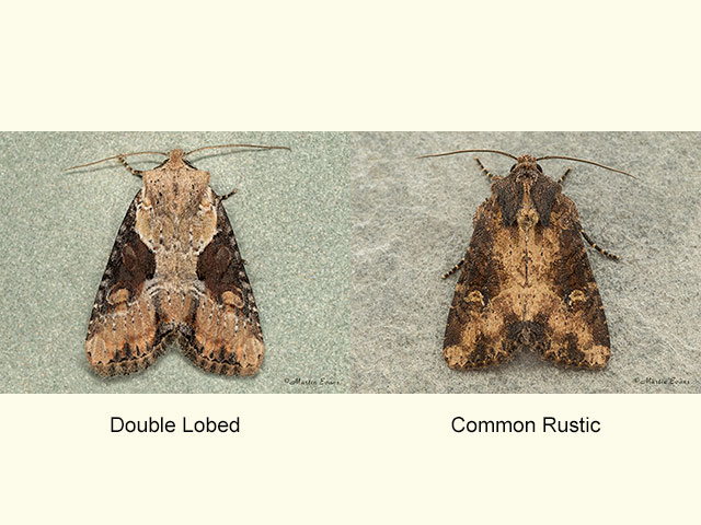  73.168 Double Lobed and Common Rustic Copyright Martin Evans 