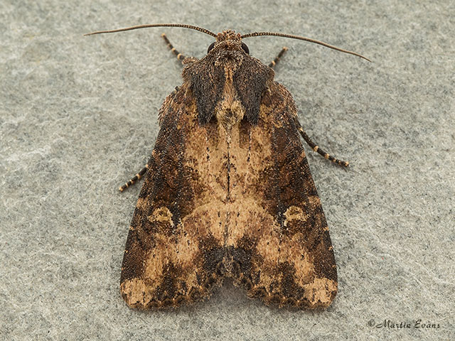  73.169 Common Rustic Copyright Martin Evans 