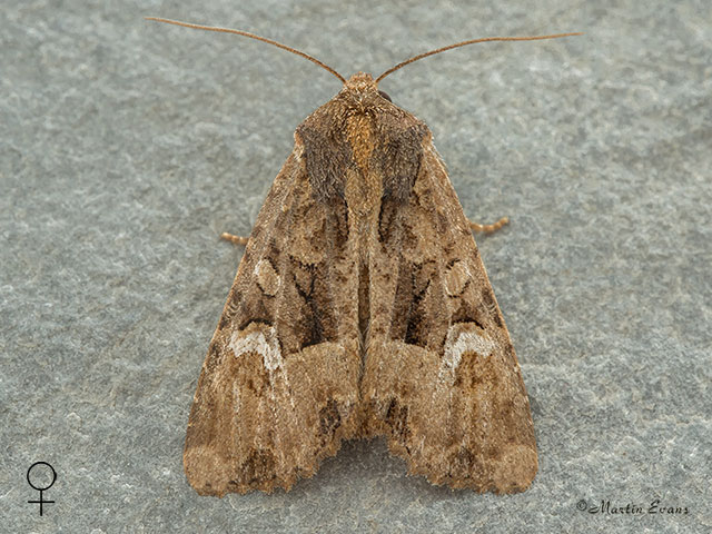  73.169 Common Rustic female Copyright Martin Evans 