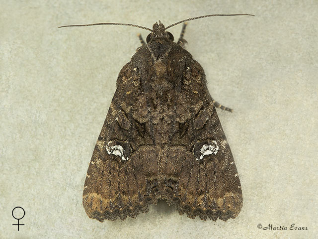  73.169 Common Rustic female Copyright Martin Evans 