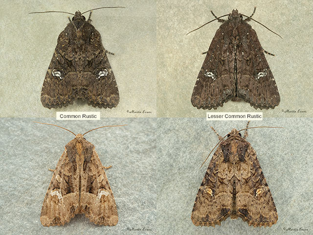  73.169 Common Rustic and Lesser Common Rustic Copyright Martin Evans 