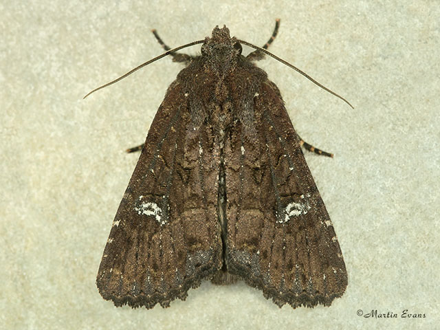  73.170 Lesser Common Rustic Copyright Martin Evans 