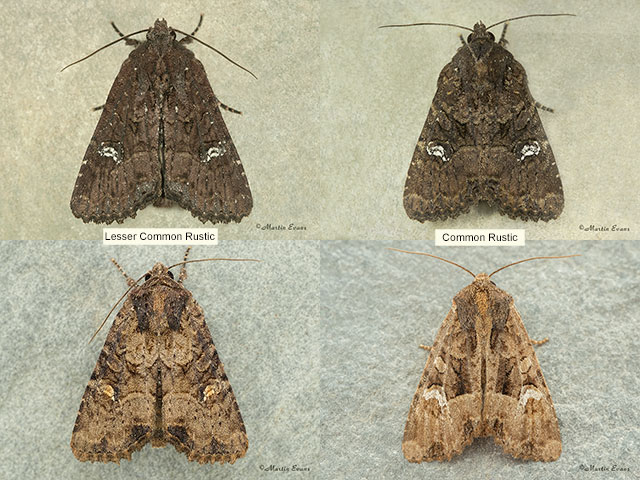  73.170 Lesser Common Rustic and Common Rustic Copyright Martin Evans 