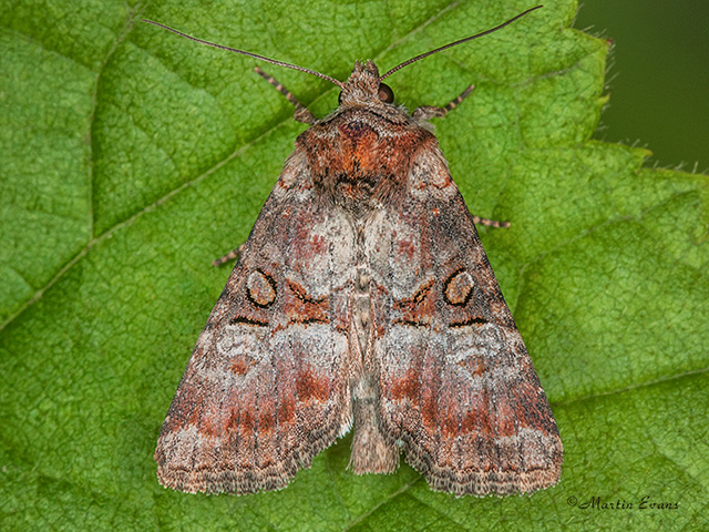  73.171 Rosy Minor Copyright Martin Evans 