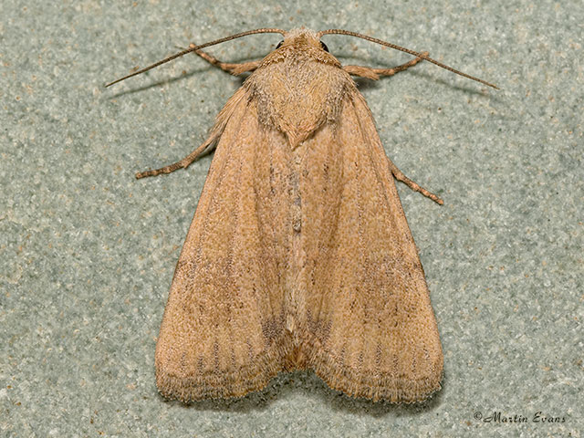  73.172 Cloaked Minor Copyright Martin Evans 