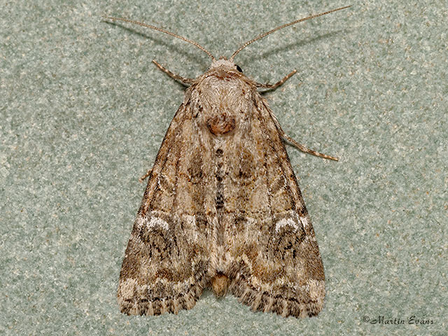  73.172 Cloaked Minor Copyright Martin Evans 
