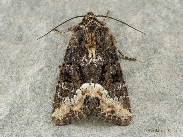  73.173 Marbled Minor Copyright Martin Evans 