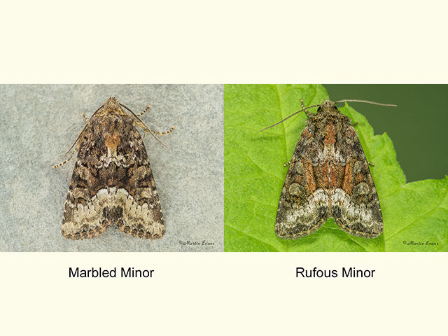  73.173 Marbled Minor and Rufous Minor Copyright Martin Evans 