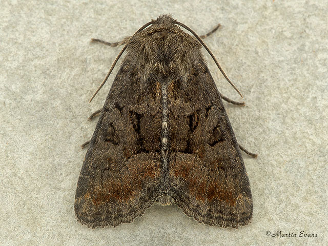  73.174 Tawny Marbled Minor Copyright Martin Evans 