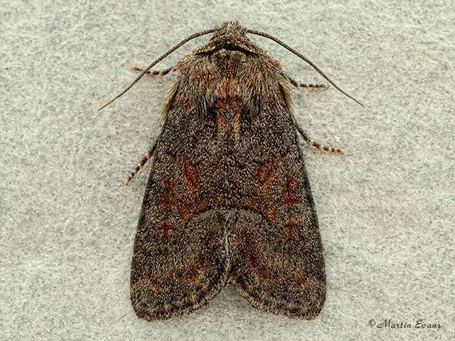  73.174 Tawny Marbled Minor Copyright Martin Evans 