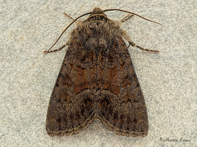  73.174 Tawny Marbled Minor Copyright Martin Evans 