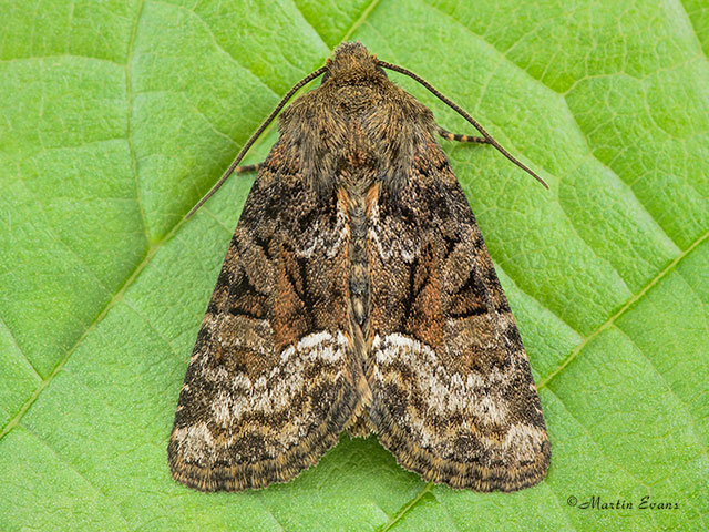  73.174 Tawny Marbled Minor Copyright Martin Evans 