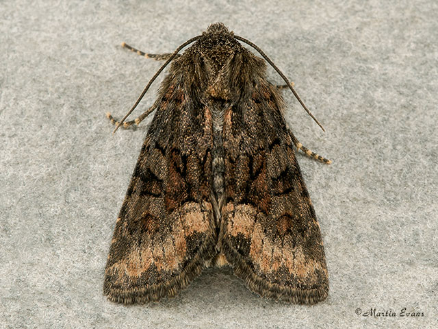  73.174 Tawny Marbled Minor Copyright Martin Evans 