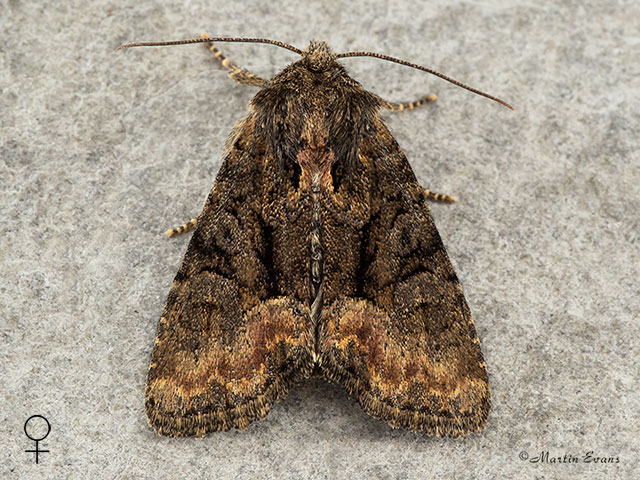  73.175 Rufous Minor female Copyright Martin Evans 